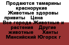 Продаются тамарины краснорукие . Животные здоровы привиты › Цена ­ 85 000 - Все города Животные и растения » Другие животные   . Ханты-Мансийский,Югорск г.